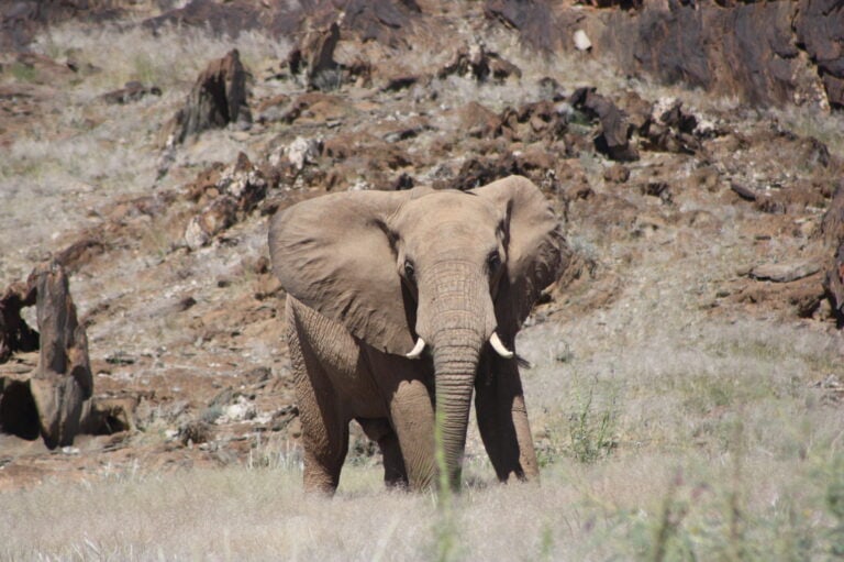 A desert-adapted elephant roaming in Damaraland, Namibia.