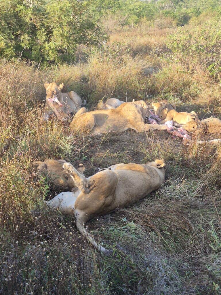 Lionesses and their cubs eating a baby giraffe in Timbavati Private Nature Reserve at Simbavati River Lodge, South Africa.