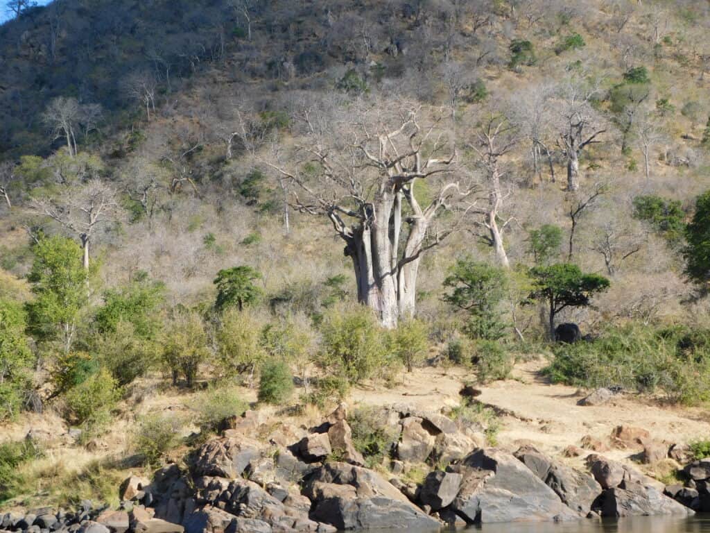 View of a boabab tree in the Zambian wilderness, Zambia.