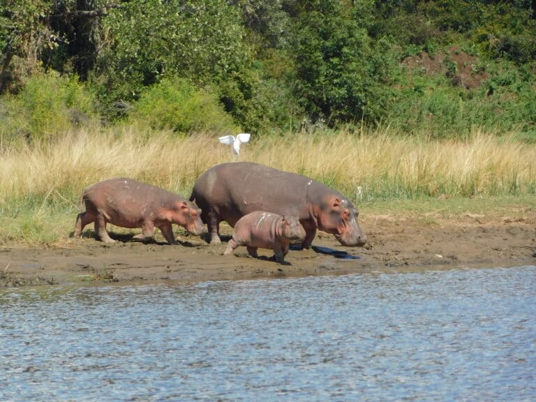 A mother hippo and her calves wading towards the river in Zambia.