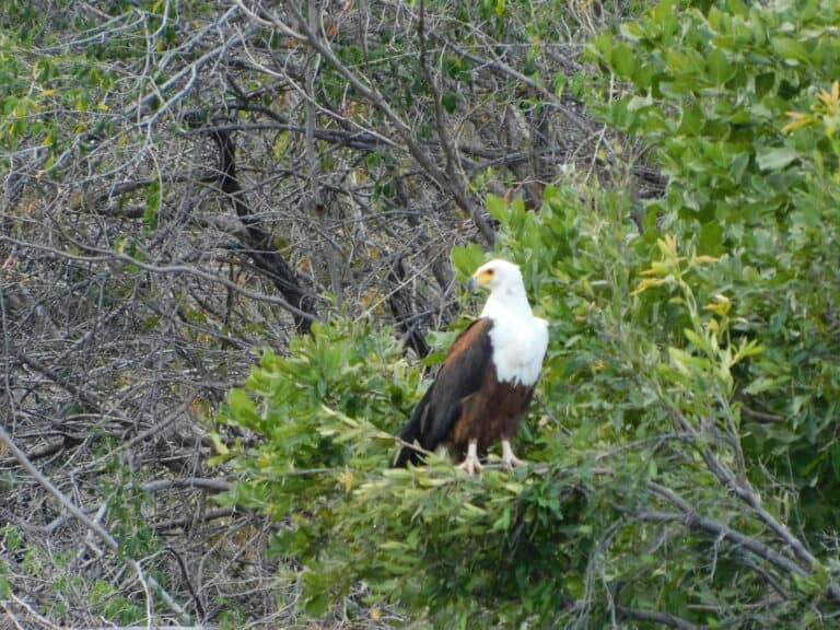 A fish eagle perched on a branch in Zambia.