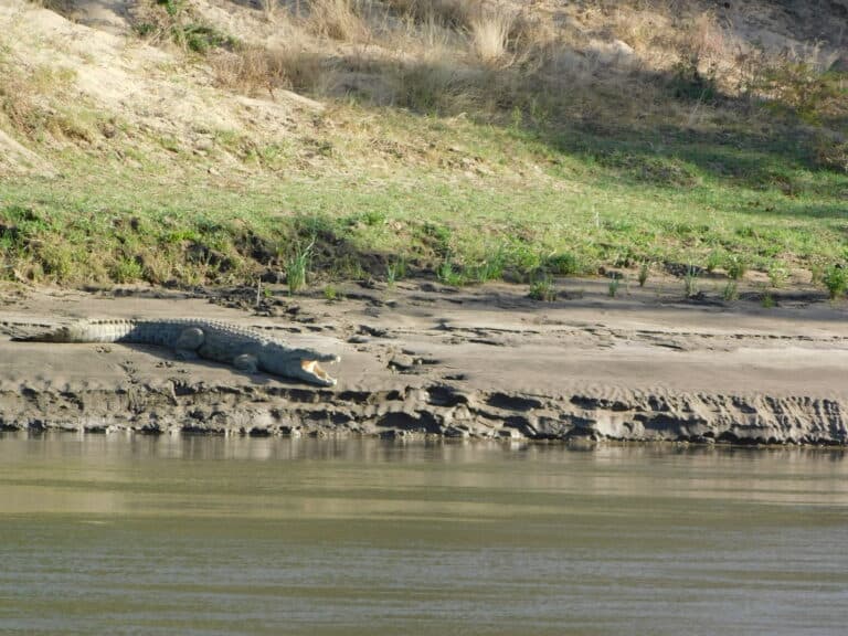 A crocodile sunbathing on the Zambezi River bank in Zambia.