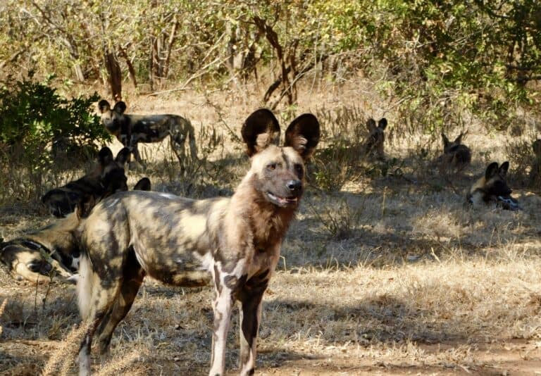 A pack of African wild dogs in Lower Zambezi National Park, Zambia.