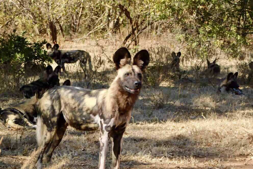 A pack of African wild dogs in Lower Zambezi National Park, Zambia.