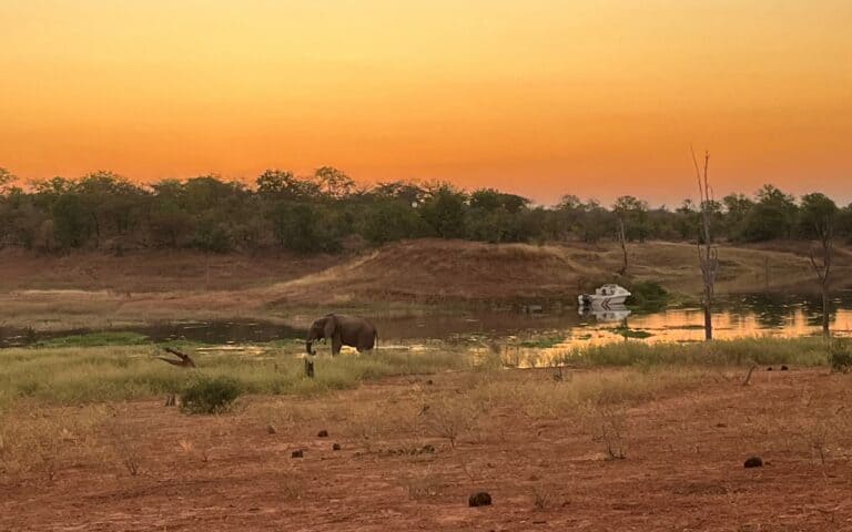 An elephant roaming along the banks of Lake Kariba at sunset in Zimbabwe.