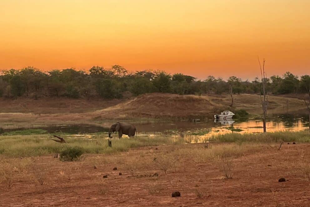 An elephant roaming along the banks of Lake Kariba at sunset in Zimbabwe.