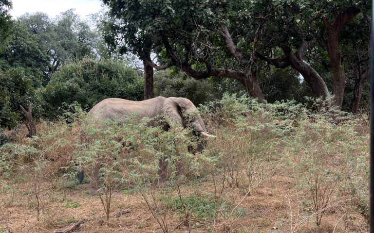 An elephant roaming through the thin vegetation in Mana Pools, Zimbabwe.