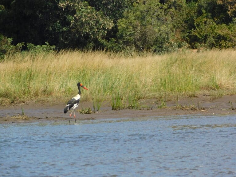A saddle-billed stork walking along the sandy banks of the Zambezi River in Zimbabwe.