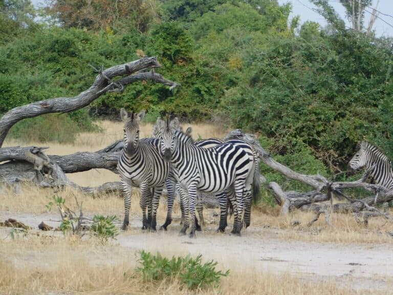 A group of zebras standing by a fallen tree branch in Mana Pools, Zimbabwe.