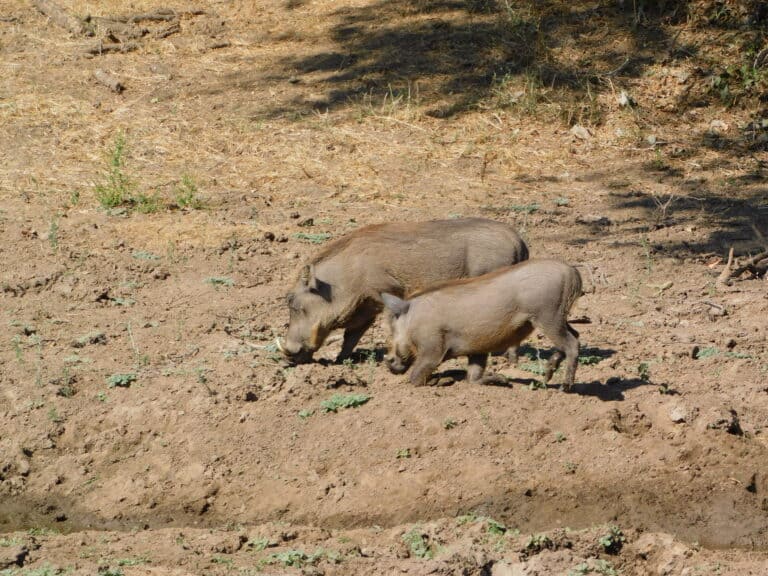 A warthog sow and her piglet foraging for food in Mana Pools, Zimbabwe.