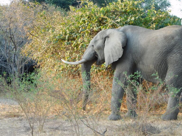 An elephant walking through the brush in Mana Pools, Zimbabwe.