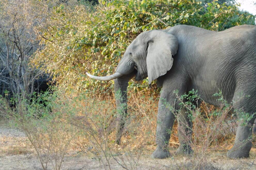 An elephant walking through the brush in Mana Pools, Zimbabwe.