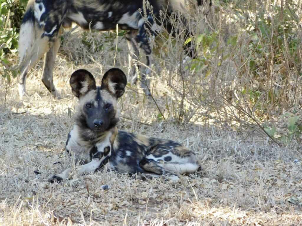 An African wild dog with its ear raised lying in the shade of a tree in Lower Zambezi National Park.