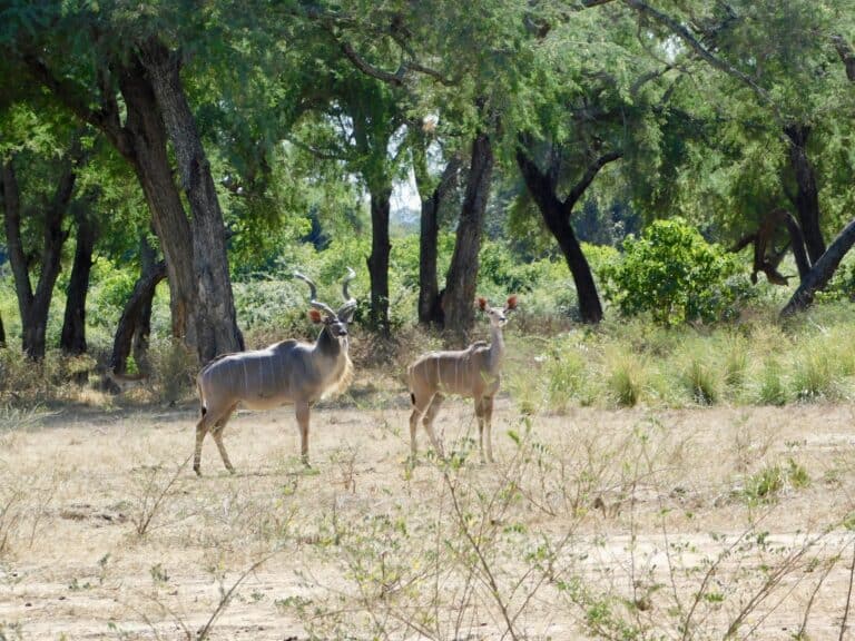 A pair of kudus grazing in Lower Zambezi National Park.