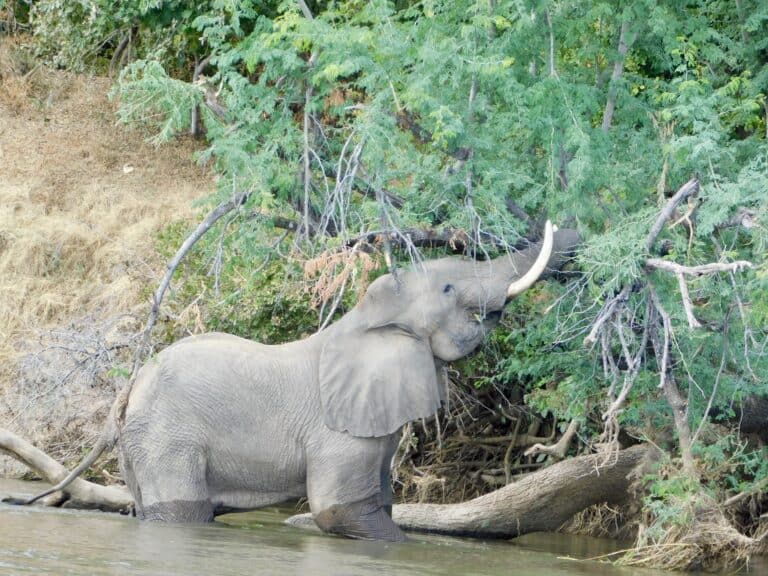 An elephant standing in the shallow water along the Zambezi River eating green leaves from a tree in Lower Zambezi National Park.