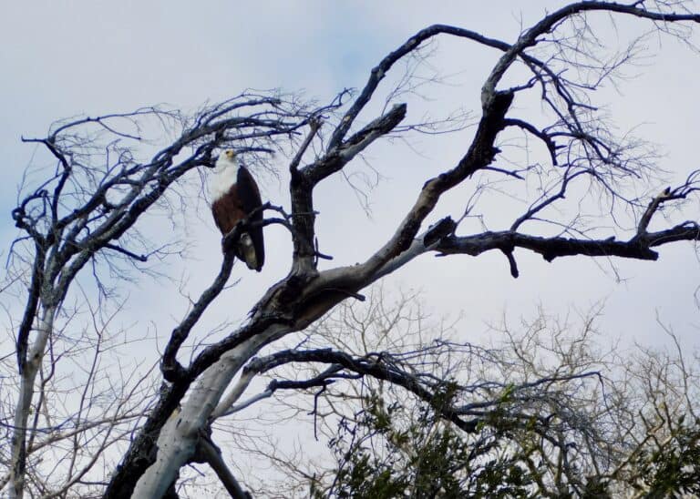 A fish eagle perched on a branch above the Zambezi River.