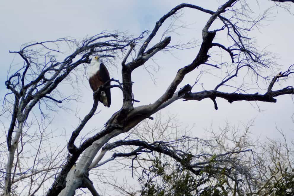 A fish eagle perched on a branch above the Zambezi River.