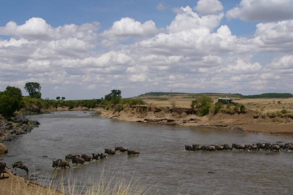 A herd of wildebeest crossing a river in the Masai Mara near Saruni Mara, Kenya.