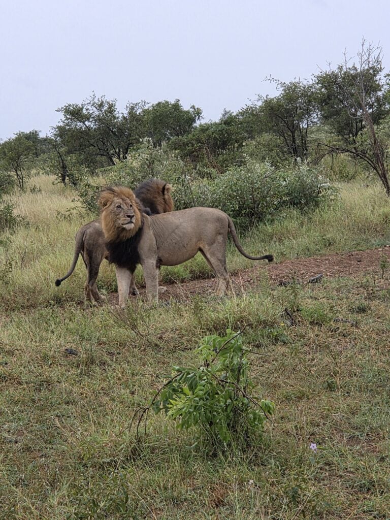 Two male lions standing next to each other in Kruger, South Africa.