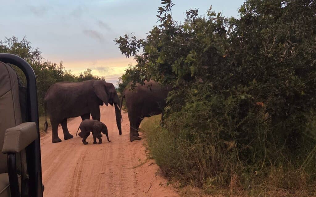 Elephants spotted with a calf roaming through the thick vegetation in Kruger, South Africa.