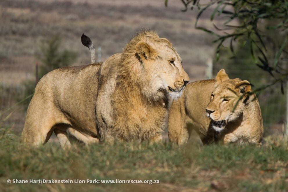 A pair of lions at the Drakenstein Lion Park in South Africa.
