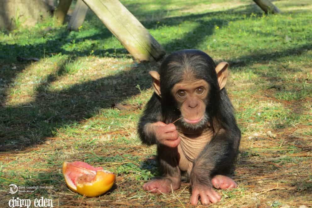 A baby chimp eating a fruit at Chimp Eden in South Africa.
