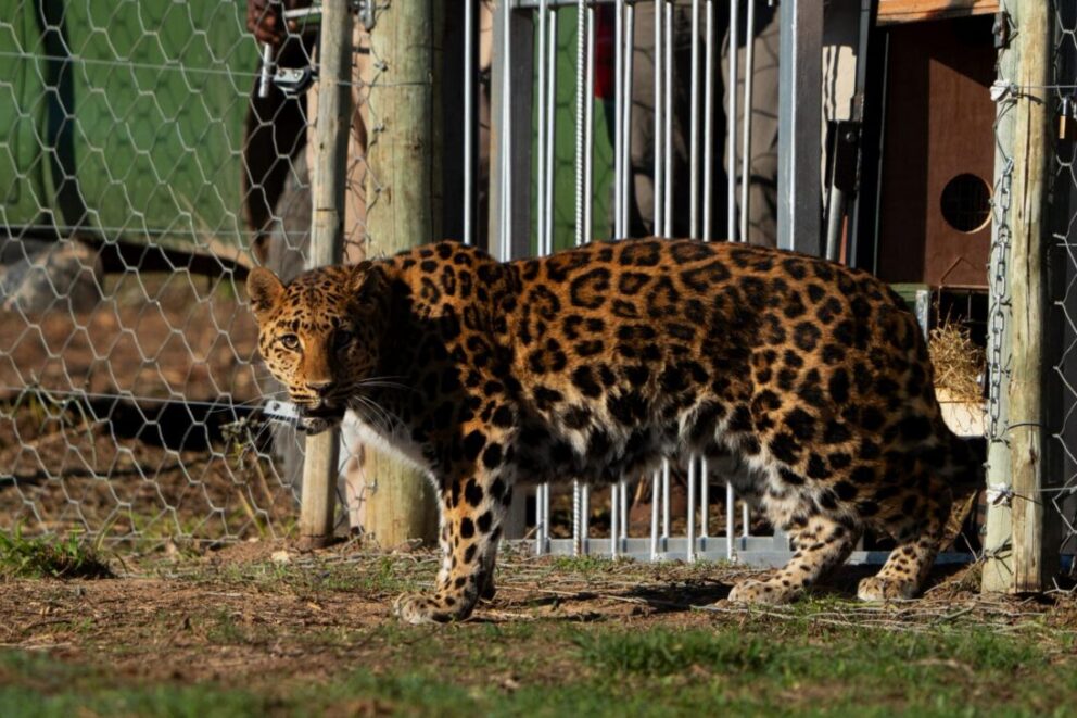 A leopard released into Shamwari, Born Free Foundation in South Africa.