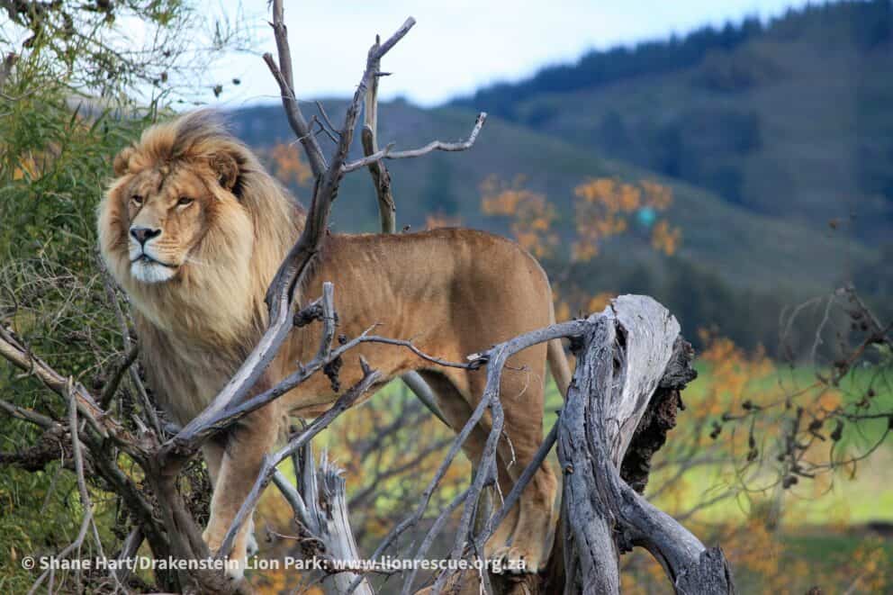 A lion standing on a fallen tree at Drakenstein Lion Park, South Africa.
