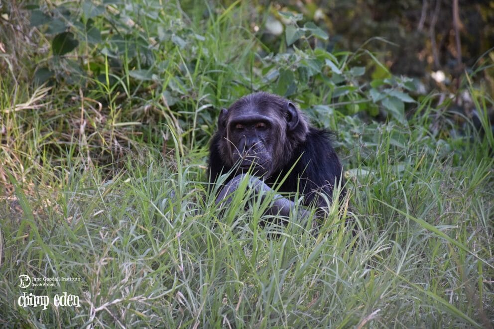 A chimp in the tall grass at Chimp Eden in South Africa.