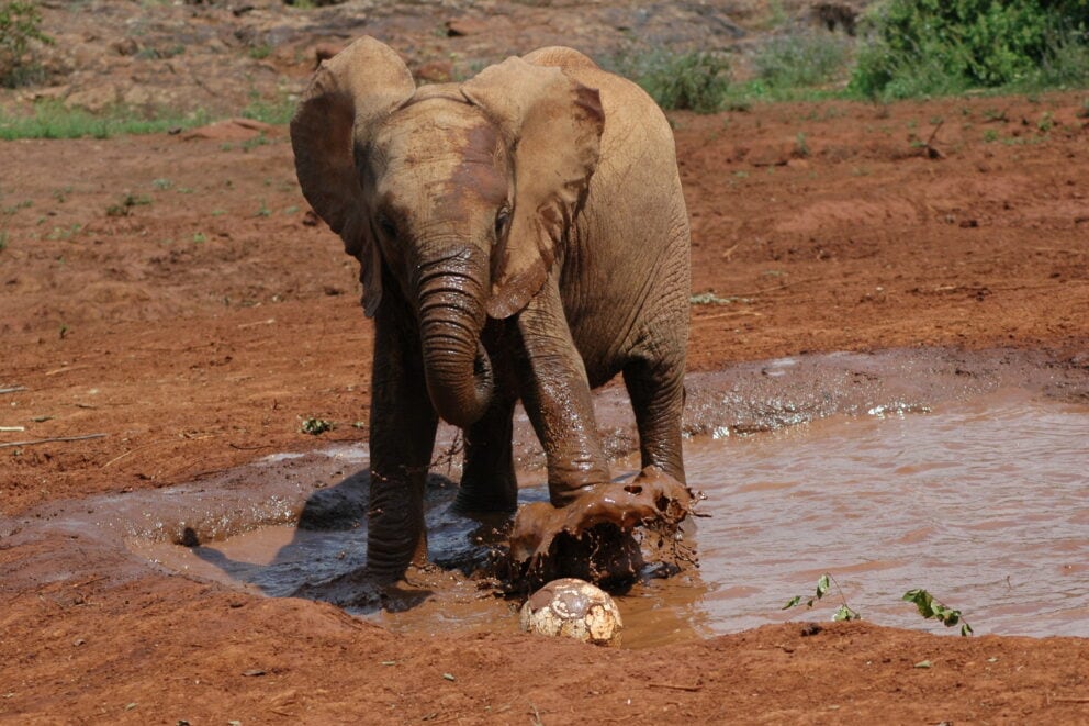 An orphaned baby elephant plays football in the mud at the David Sheldrick Wildlife Trust in Nairobi, Kenya, East Africa.