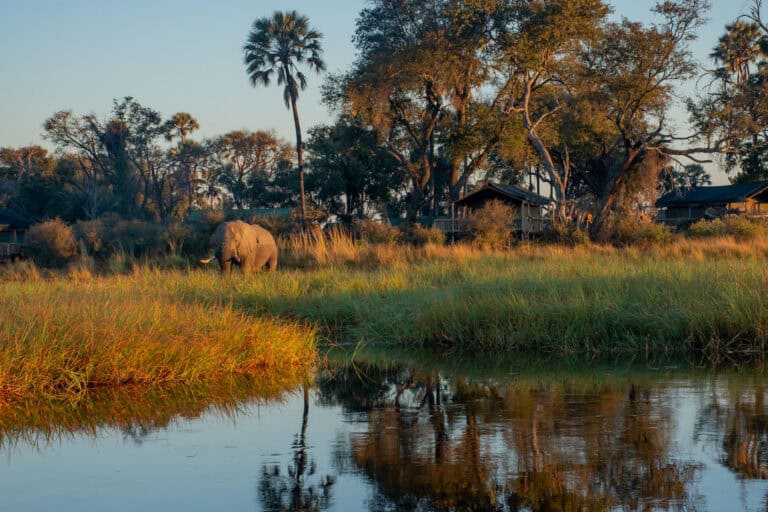 An elephant roaming through the floodplains at Moremi Crossing, Botswana.