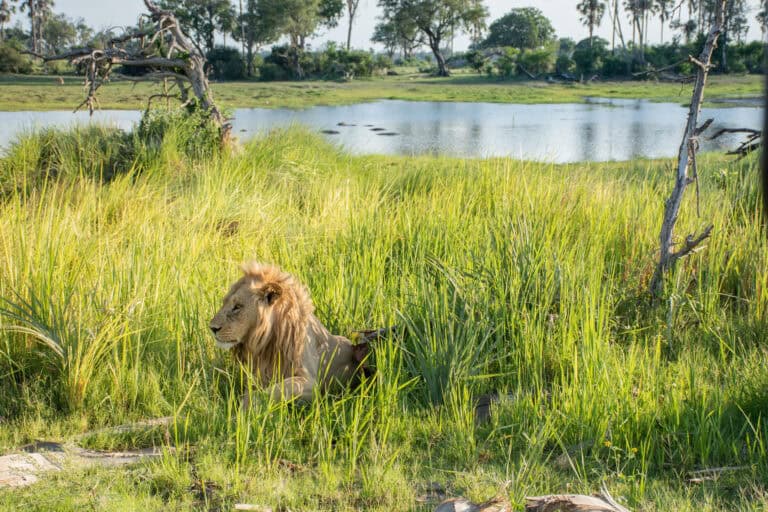 A lion resting in the tall green grass near a water channel at Moremi Crossing, Botswana.