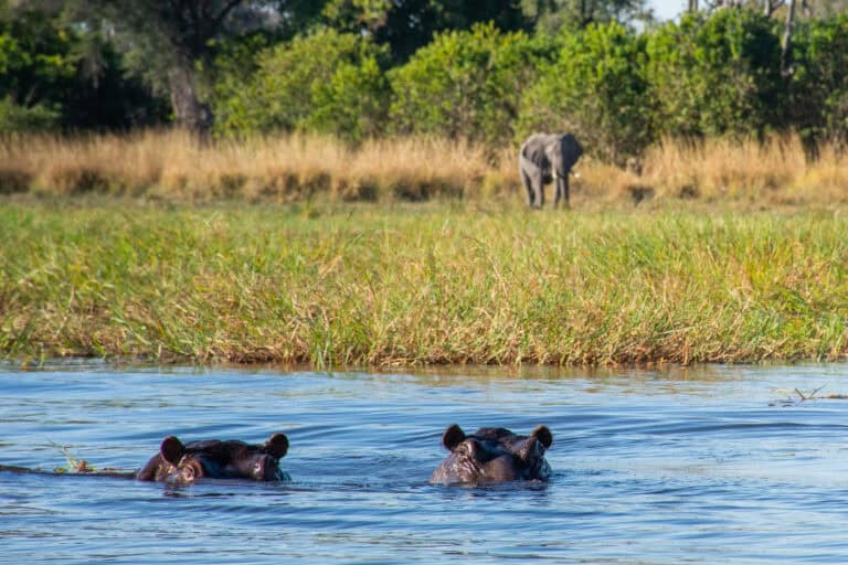 Hippos surfacing in the water as an elephant roams in the background near Moremi Crossing, Botswana.