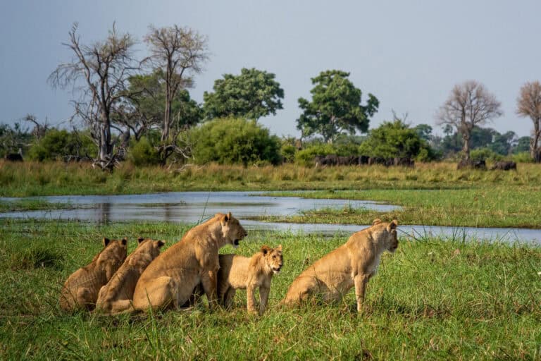 A pair of lionesses and their cubs sitting near a water channels staring into the distance near Mma Dinare, Botswana.