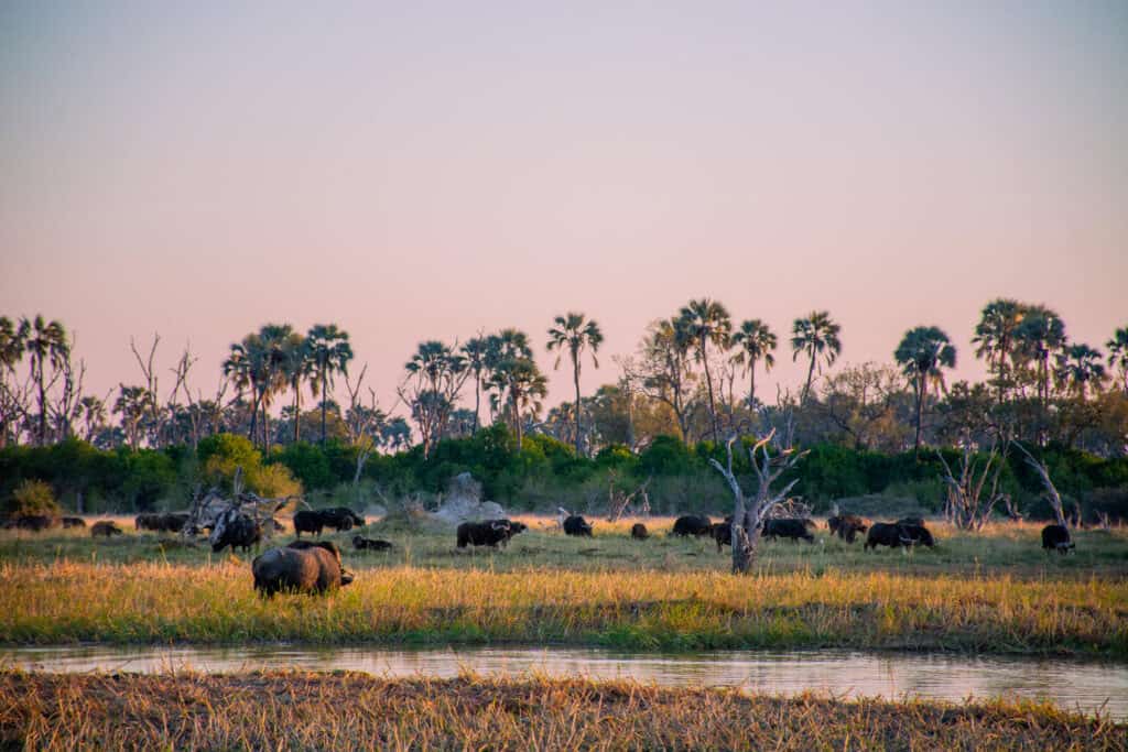 A herd of buffalo grazing near Mma Dinare, Botswana.