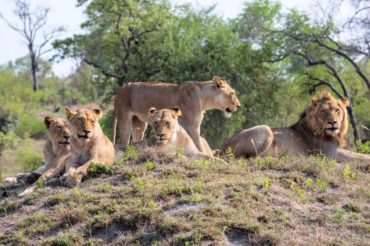 Celebrating 60 Under African Skies: Deb & Andrew’s Unforgettable Journey