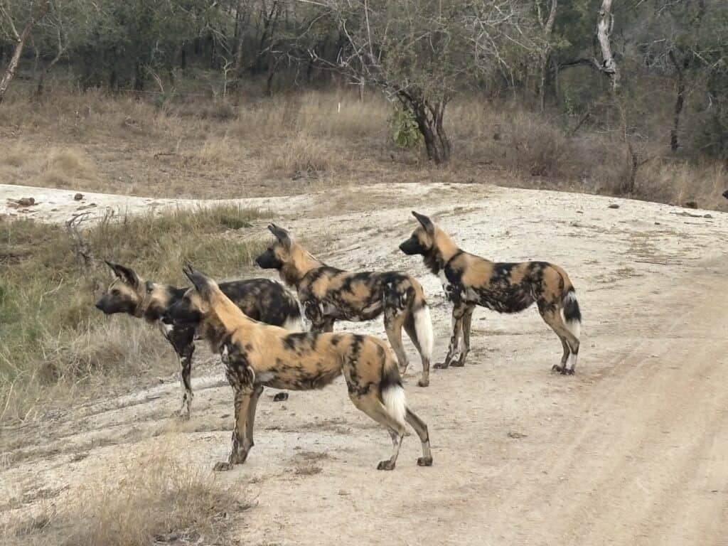 A pack of wild dogs standing along a dirt road in Sabi Sand near Arathusa Safari Lodge, South Africa.