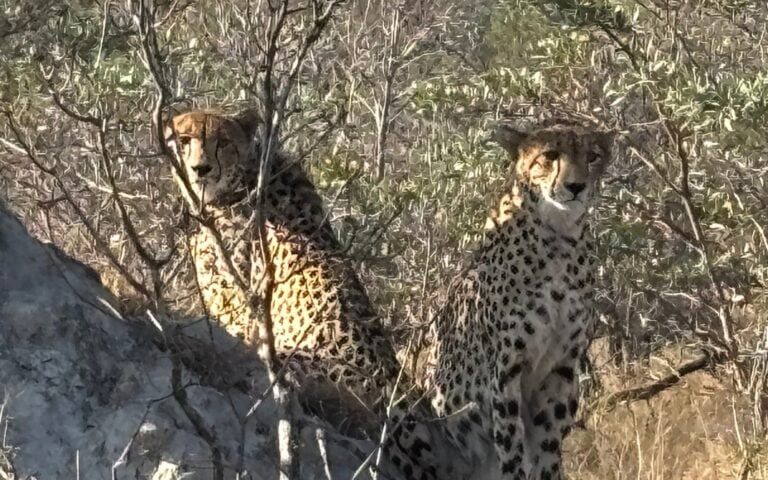A pair of cheetahs sitting in a tree.