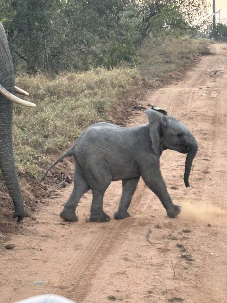An elephant calf crossing a dirt road.