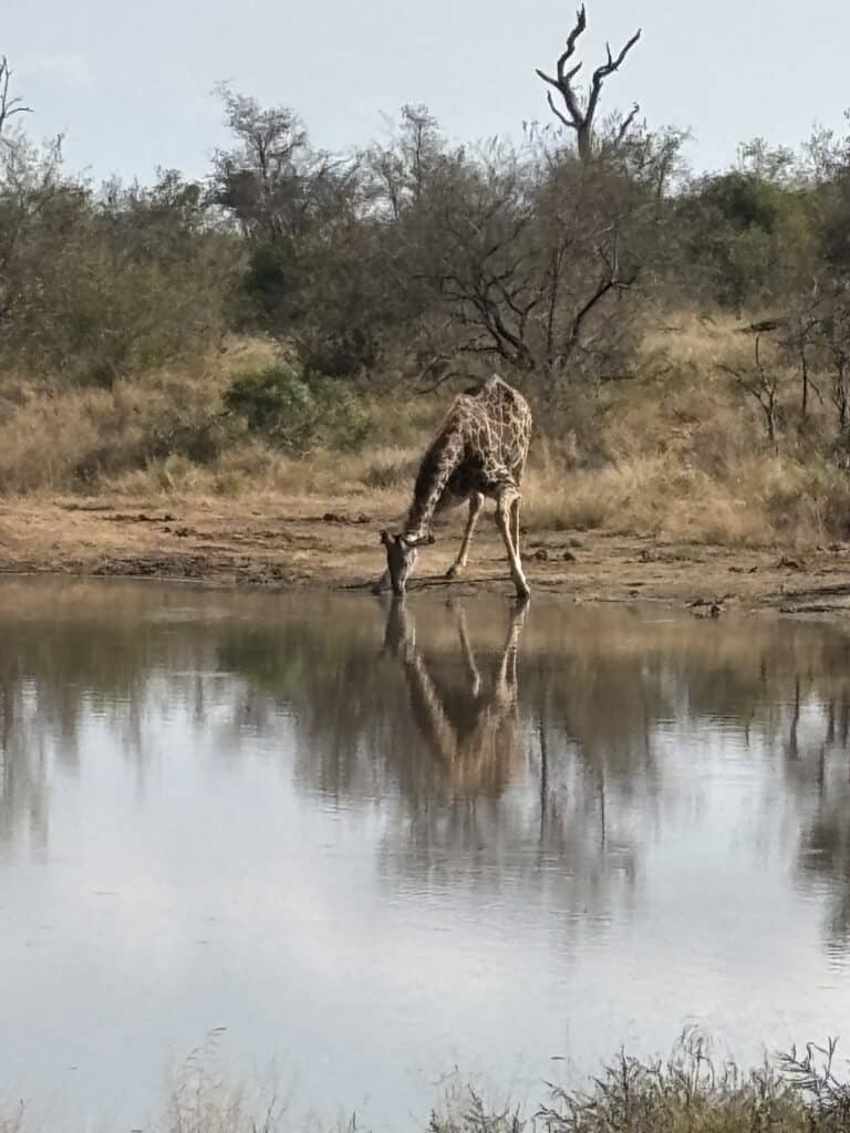 A giraffe drinking water at a waterhole.