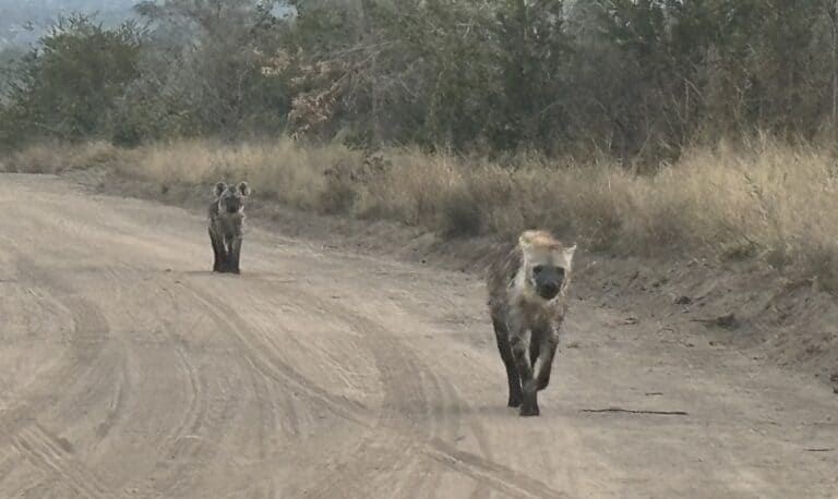 A pair of hyenas roaming along a dirt road.