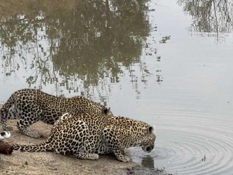 A pair of leopards drinking water at a waterhole.