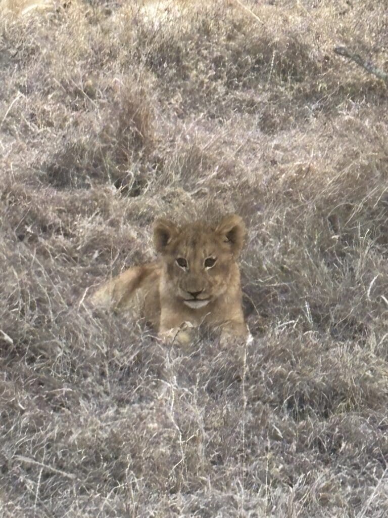 A lion cub in the short dry grass.