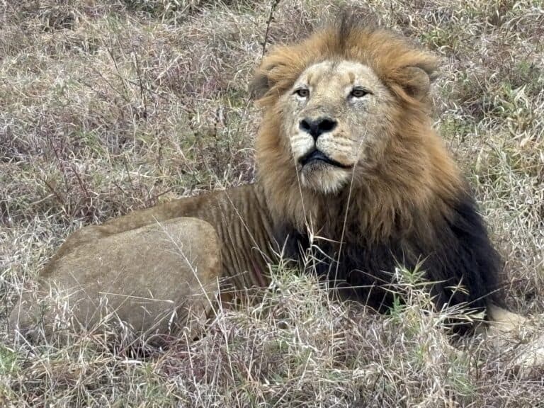 A lion resting in the grass.