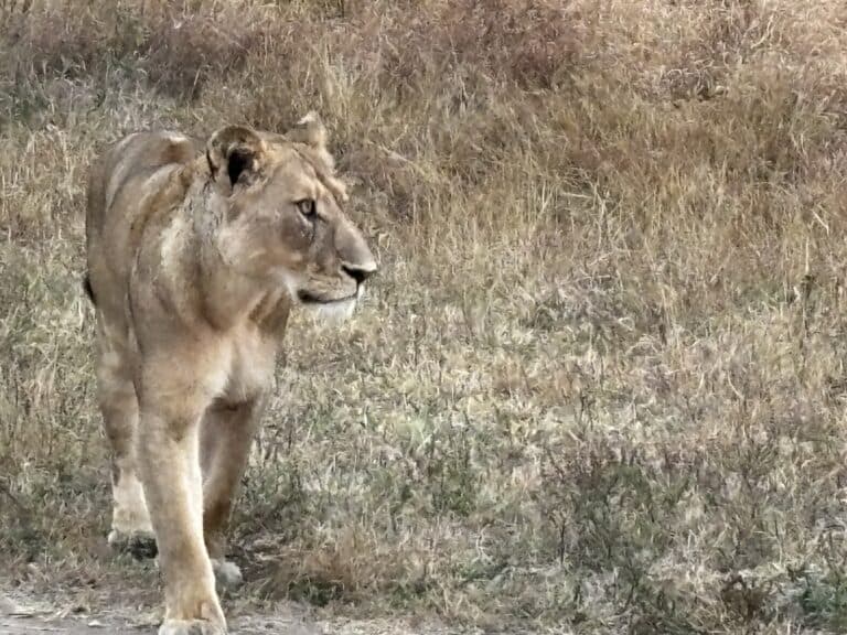 A lioness roaming the bushveld.