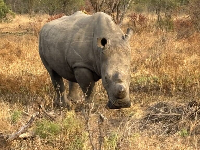 A rhino grazing in the bush.