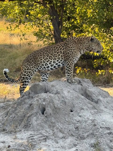 A leopard standing on a sand mound in Botswana.
