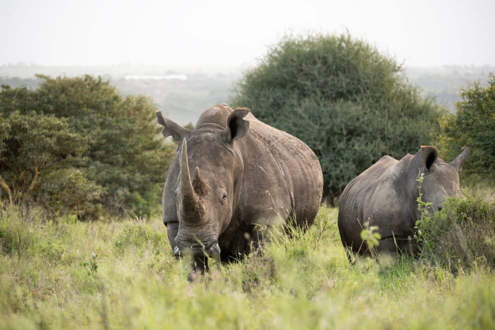A pair of black rhinos in Victoria Falls Private Game Reserve in Zimbabwe.