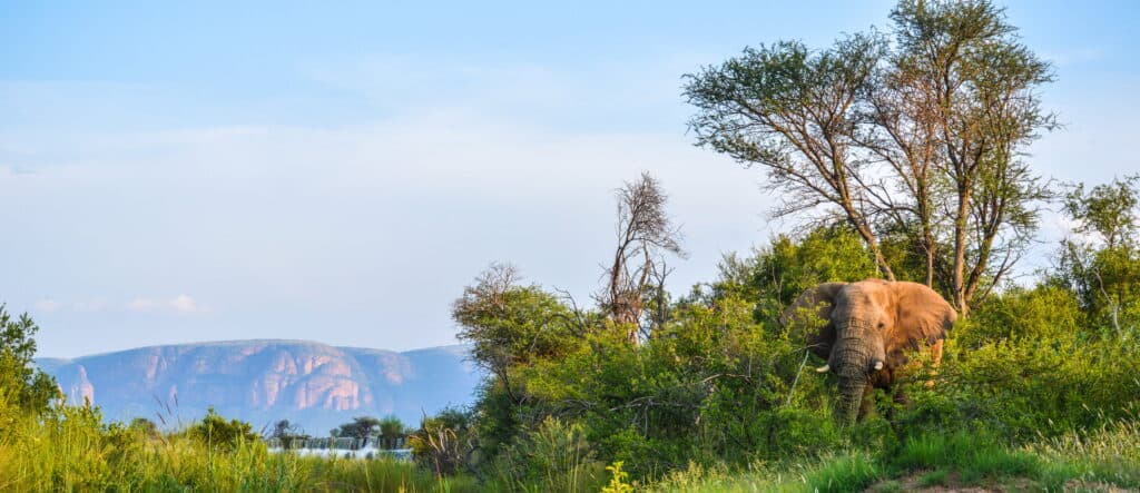 An elephant roaming alone through the bush near Marataba Safari Lodge in Marakele National Park, South Africa.