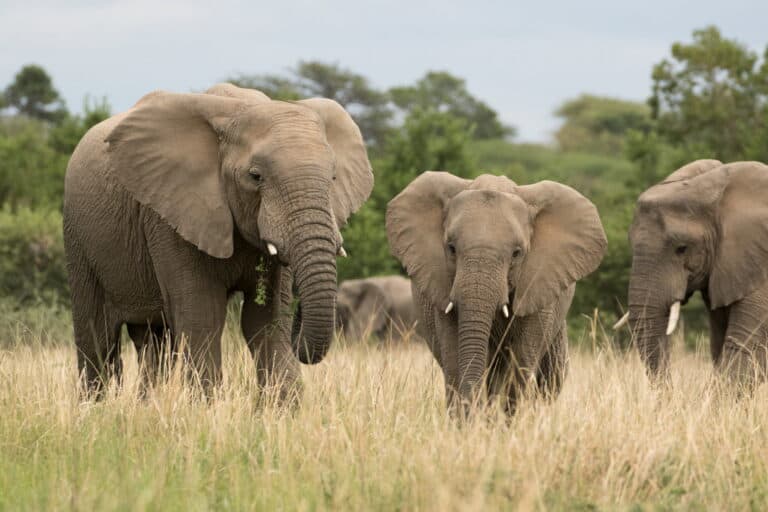 A herd of elephants roaming across the open grasslands near Marataba Safari Lodge in Marakele National Park, South Africa.